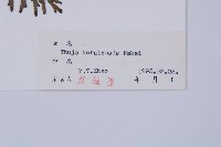 長白側柏藏品圖，第2張