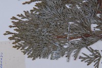 長白側柏藏品圖，第3張