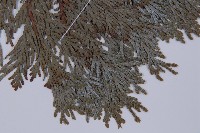 長白側柏藏品圖，第4張