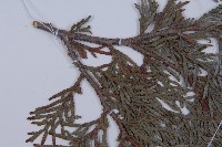 長白側柏藏品圖，第5張