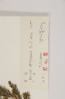 檜柏藏品圖，第2張