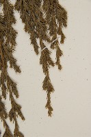 檜柏藏品圖，第3張
