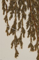 檜柏藏品圖，第4張