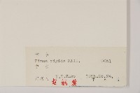 剛葉松、直立松藏品圖，第2張