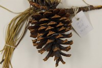 剛葉松、直立松藏品圖，第3張
