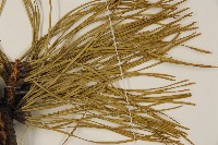 剛葉松、直立松藏品圖，第4張