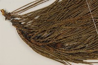 油松藏品圖，第3張