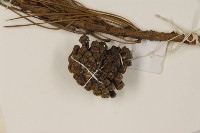 油松藏品圖，第4張