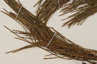 油松藏品圖，第5張