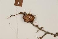 日本落葉松藏品圖，第3張