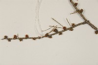 日本落葉松藏品圖，第4張