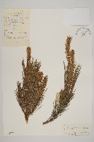 日本赤松藏品圖，第1張