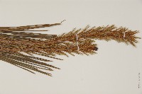 日本赤松藏品圖，第3張