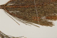 日本赤松藏品圖，第5張