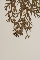 側柏藏品圖，第3張