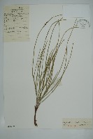 草麻黃藏品圖，第1張