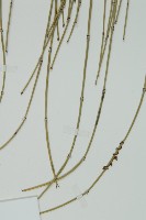 草麻黃藏品圖，第3張