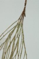 草麻黃藏品圖，第5張