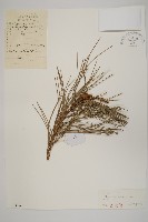 油松藏品圖，第1張