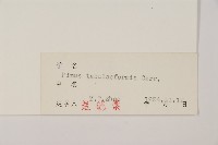 油松藏品圖，第2張