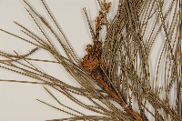 油松藏品圖，第3張