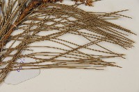 油松藏品圖，第4張