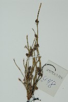 草麻黃藏品圖，第4張