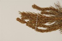 獐子松藏品圖，第3張