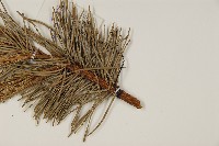 獐子松藏品圖，第4張