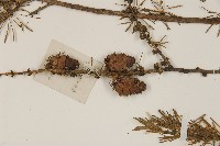 長白落葉松藏品圖，第3張