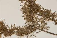 長白落葉松藏品圖，第4張