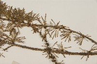 長白落葉松藏品圖，第5張