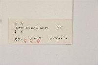 長白落葉松藏品圖，第2張