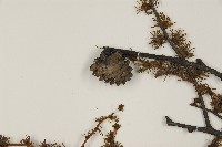 長白落葉松藏品圖，第3張