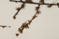 長白落葉松藏品圖，第4張