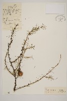 長白落葉松藏品圖，第1張