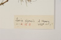 長白落葉松藏品圖，第2張