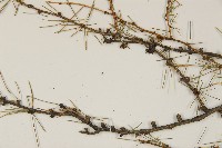 長白落葉松藏品圖，第3張