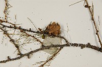 長白落葉松藏品圖，第4張