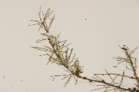 長白落葉松藏品圖，第5張