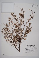 臺灣鐵杉藏品圖，第1張