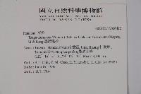 臺灣鐵杉藏品圖，第2張