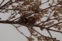 臺灣鐵杉藏品圖，第3張