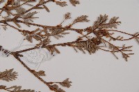 臺灣鐵杉藏品圖，第4張