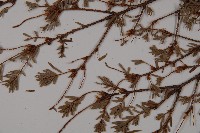 臺灣鐵杉藏品圖，第5張