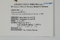 大葉羅漢松藏品圖，第2張