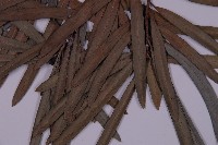 大葉羅漢松藏品圖，第3張