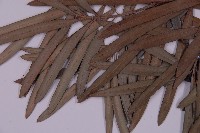 大葉羅漢松藏品圖，第4張