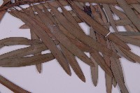 大葉羅漢松藏品圖，第5張