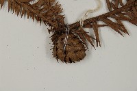 杉木藏品圖，第3張